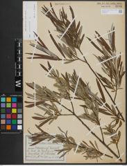 Foto von Salix viminalis L.